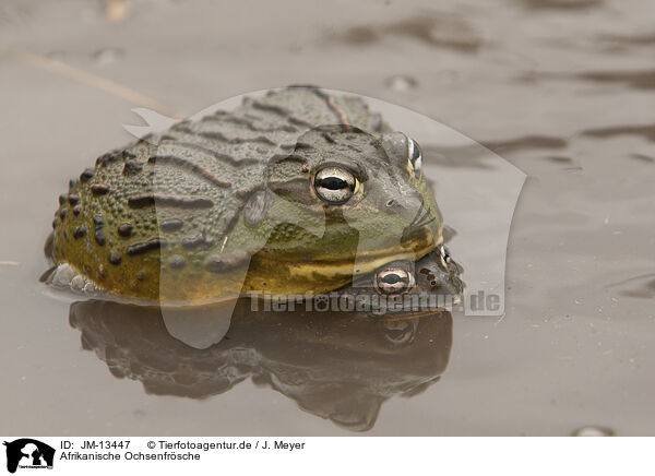 Afrikanische Ochsenfrsche / African bullfrogs / JM-13447