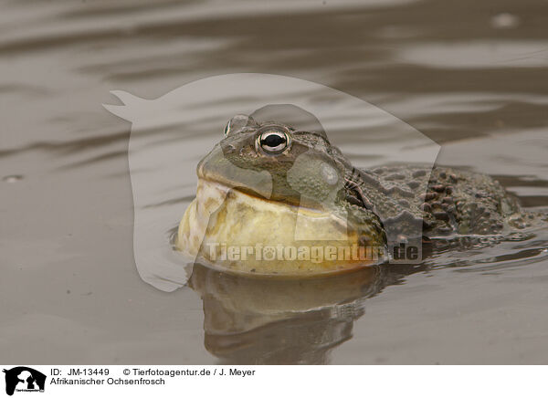 Afrikanischer Ochsenfrosch / African bullfrog / JM-13449