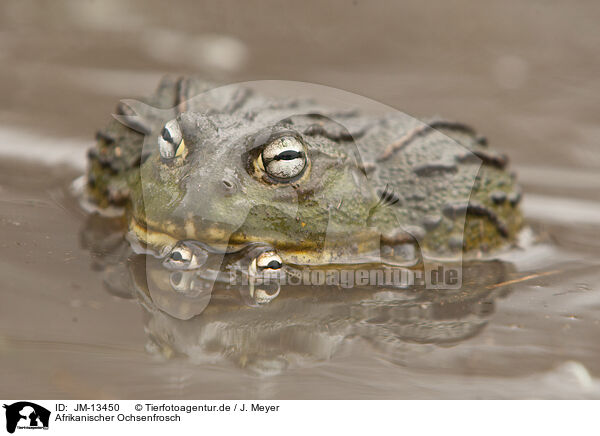 Afrikanischer Ochsenfrosch / African bullfrog / JM-13450