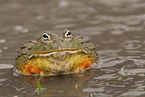 Afrikanischer Ochsenfrosch