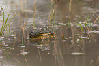 Afrikanischer Ochsenfrosch