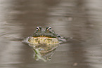 Afrikanischer Ochsenfrosch