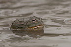 Afrikanischer Ochsenfrosch