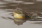 Afrikanischer Ochsenfrosch