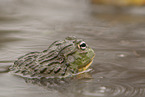 Afrikanischer Ochsenfrosch