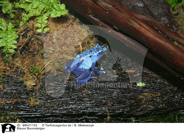 Blauer Baumsteiger / blue poison dart frog / BM-01152