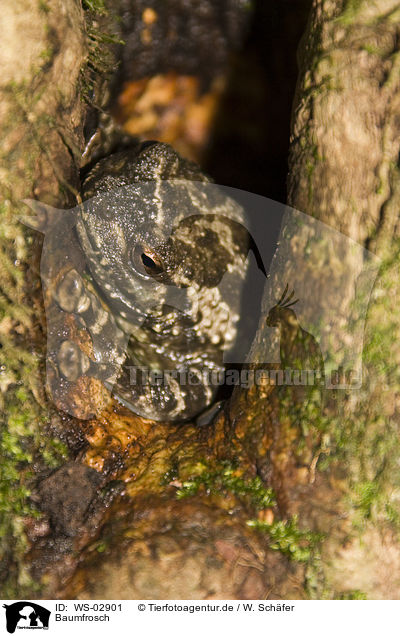 Baumfrosch / foam-nest treefrog / WS-02901