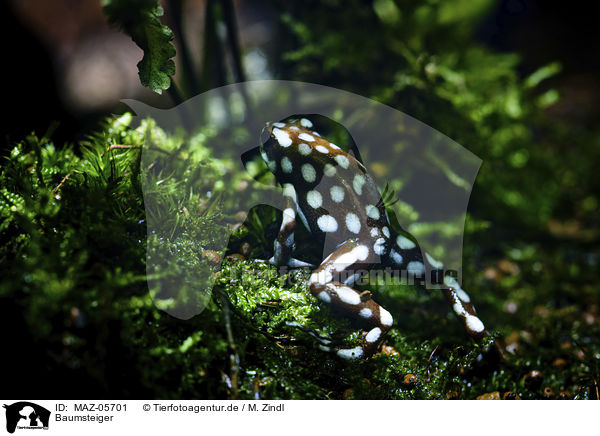 Baumsteiger / woodcreeper / MAZ-05701