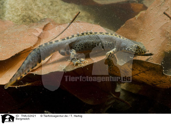 Bergmolch / Alpine newt / THA-02421