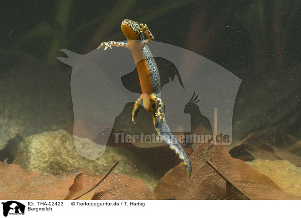 Bergmolch / Alpine newt / THA-02423