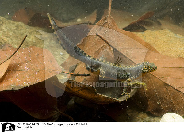 Bergmolch / Alpine newt / THA-02425