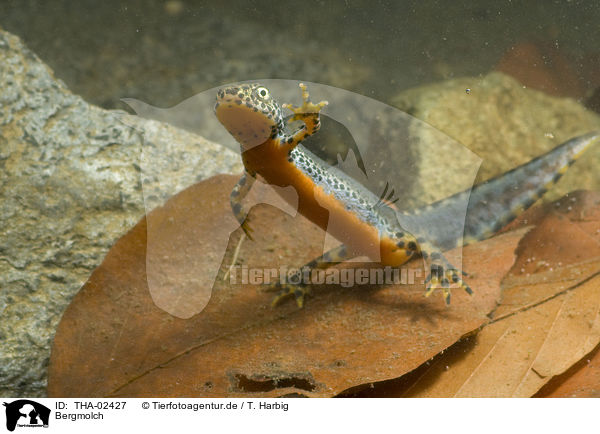 Bergmolch / Alpine newt / THA-02427