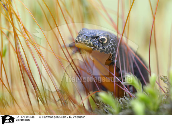 Bergmolch / Alpine newt / DV-01836