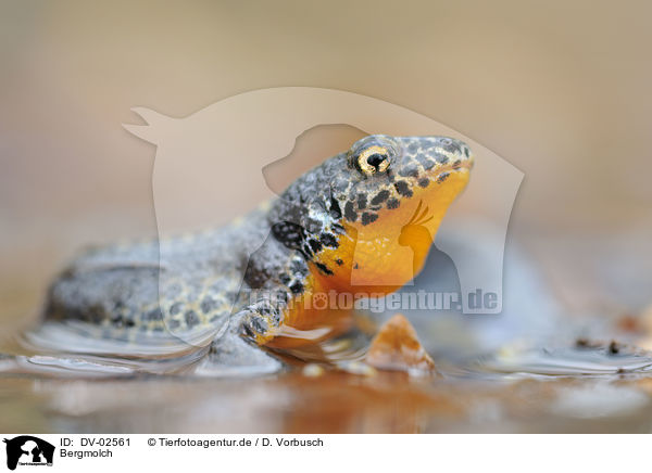 Bergmolch / Alpine newt / DV-02561