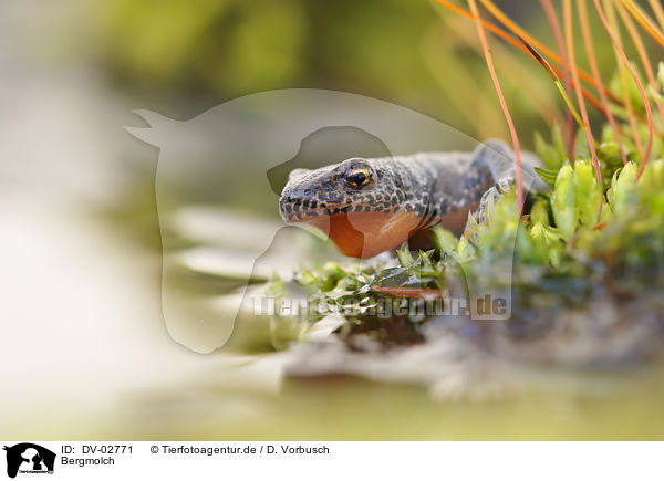 Bergmolch / Alpine newt / DV-02771