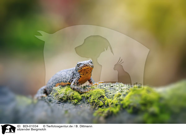 sitzender Bergmolch / sitting Alpine Newt / BDI-01034