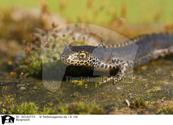 Bergmolch / Alpine newt / SO-02773