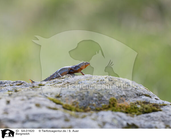 Bergmolch / Alpine newt / SA-01620