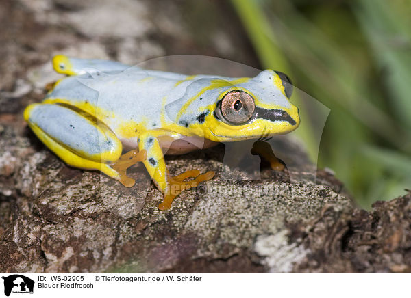 Blauer-Riedfrosch / Madagascar reed frog / WS-02905