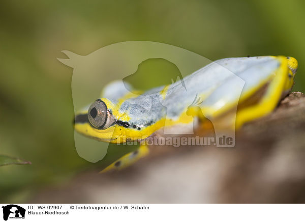 Blauer-Riedfrosch / Madagascar reed frog / WS-02907