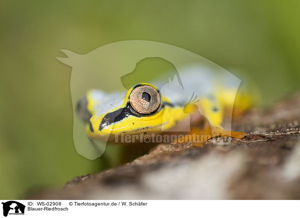 Blauer-Riedfrosch / Madagascar reed frog / WS-02908