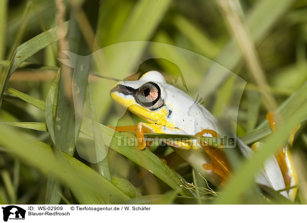 Blauer-Riedfrosch / Madagascar reed frog / WS-02909