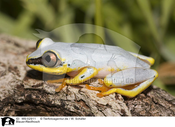 Blauer-Riedfrosch / Madagascar reed frog / WS-02911