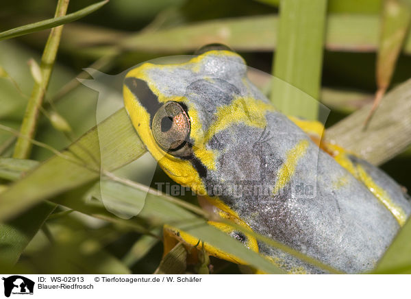 Blauer-Riedfrosch / Madagascar reed frog / WS-02913