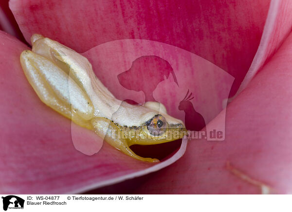 Blauer Riedfrosch / Madagascar Reed Frog / WS-04877