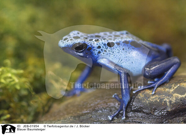 Blauer Baumsteiger / blue poison dart frog / JEB-01954
