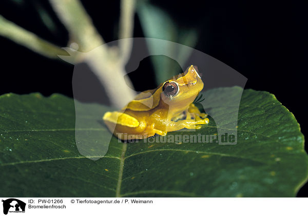 Bromelienfrosch / frog / PW-01266