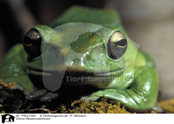 Grner Riesenruderfrosch / frog / PW-01269