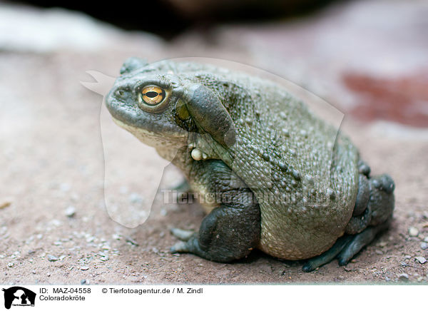 Coloradokrte / Colorado River toad / MAZ-04558