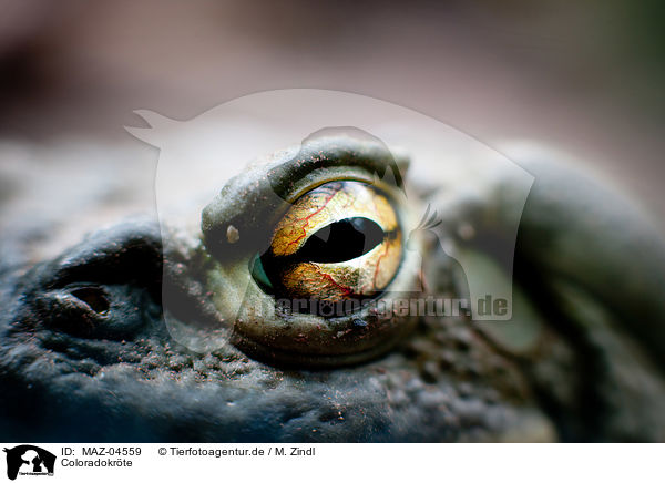 Coloradokrte / Colorado River toad / MAZ-04559