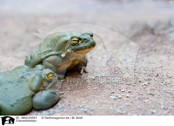 Coloradokrten / Colorado River toads / MAZ-04561