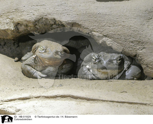 Coloradokrten / Colorado River toads / HB-01829