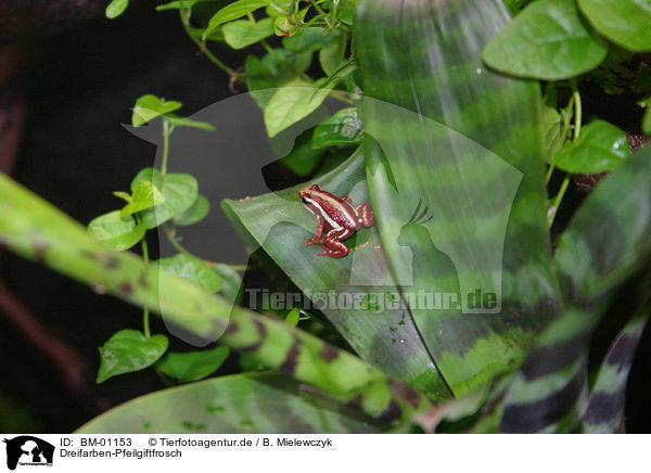Dreifarben-Pfeilgiftfrosch / Phantasmal poison dart frog / BM-01153