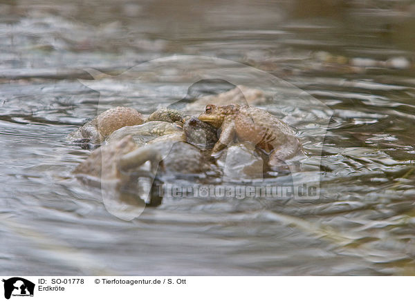 Erdkrte / common toad / SO-01778