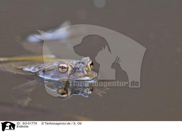Erdkrte / common toad / SO-01779