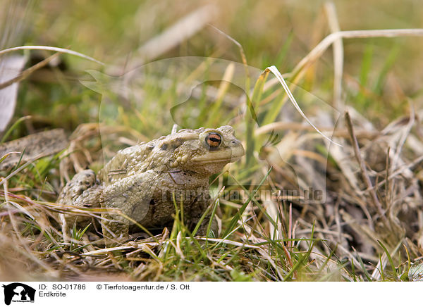 Erdkrte / common toad / SO-01786