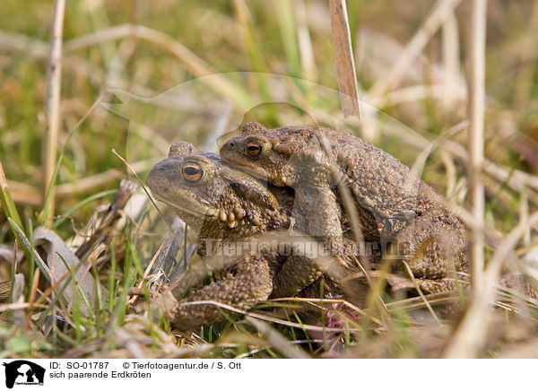 sich paarende Erdkrten / copulating toads / SO-01787