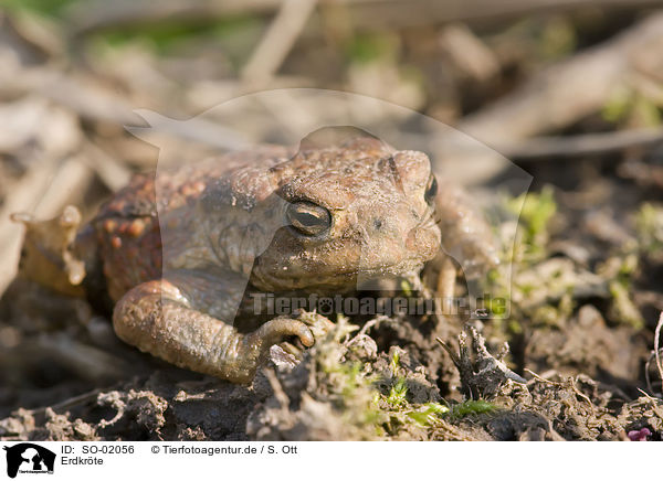 Erdkrte / common toad / SO-02056