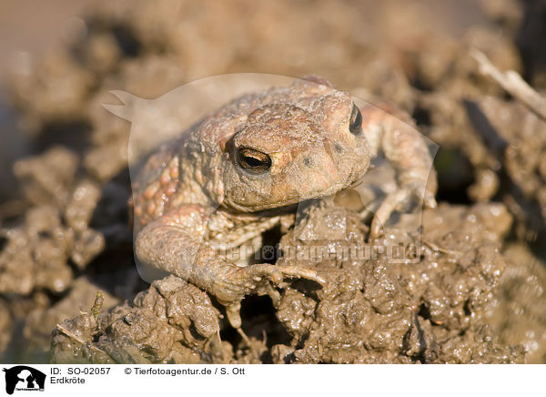 Erdkrte / common toad / SO-02057