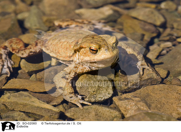 Erdkrte / common toad / SO-02060