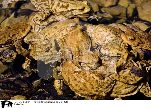 Erdkrte / common toad / SO-02061