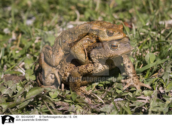 sich paarende Erdkrten / copulating toads / SO-02067