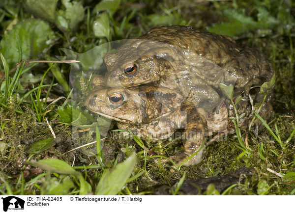 Erdkrten / common toads / THA-02405