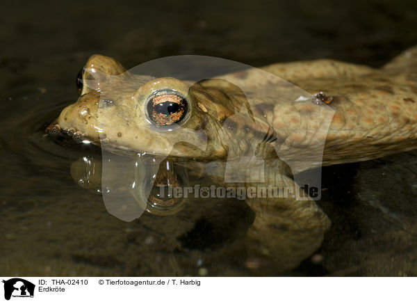 Erdkrte / common toad / THA-02410