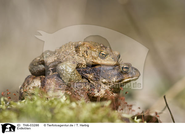 Erdkrten / toads / THA-03286