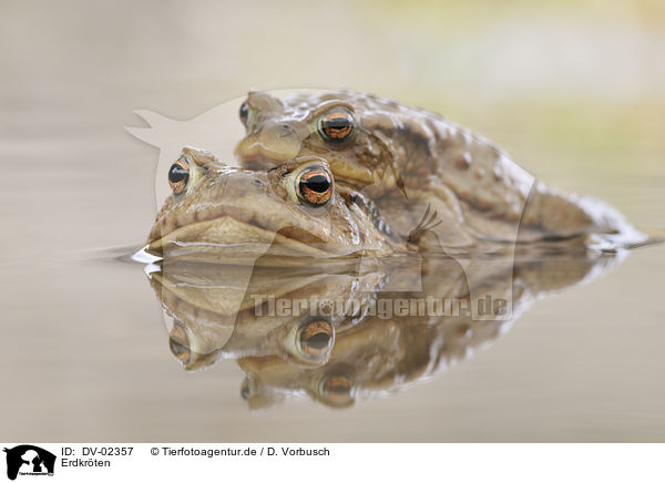 Erdkrten / toads / DV-02357